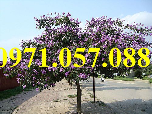 Cây giống bằng lăng